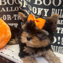 Charm - Black and tan female Yorkshire Terrier puppy in Parma Heights, Ohio from Yorkie Darlings ANGELHEARTS YORKIES