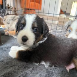 Drizzle - Black tri male Miniature American Shepherd puppy in Phoenix, Arizona from Outlaw Minis