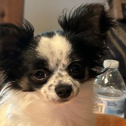 Chihuahuas from Tiddlewink Chi's
