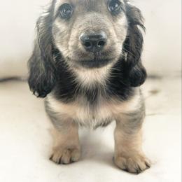 Pecan 3500 - Cream male Dachshund puppy in Sylvania, Alabama from Yancey’s Doxies