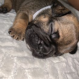 French Bulldog Puppies from Bad, Boujee and Cute !