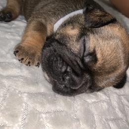 French Bulldog Puppies from Bad, Boujee and Cute !