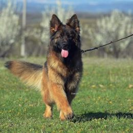 Gipsy - German Shepherd