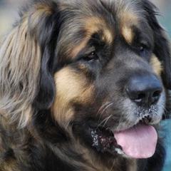 Leonberger All Grown Up from Bluebonnet Leos
