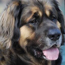 Leonberger All Grown Up from Bluebonnet Leos