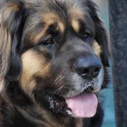 Leonberger All Grown Up from Bluebonnet Leos