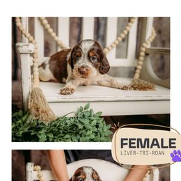 Girl 1 - Tri-Roan female English Springer Spaniel puppy in Lake City, Fl, Florida from Spradley Springers & GSP's