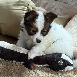 Tiger - White and sable male Papillon puppy in Blossvale, New York from Glenara Collies & Papillons