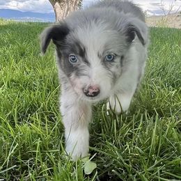 Australian Shepherds, Miniature American Shepherds, Miniature Australian Shepherds, and Toy Australian Shepherds from V5 Aussies