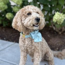 Honey - Goldendoodle