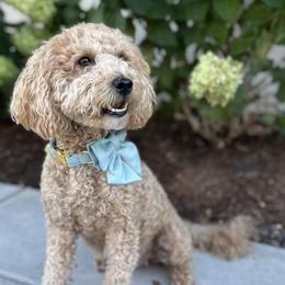 Honey - Goldendoodle