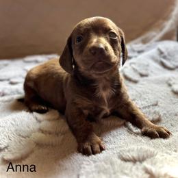 Anna - Chocolate and tan female Dachshund puppy in Aiken, South Carolina from State Eight Dachshunds