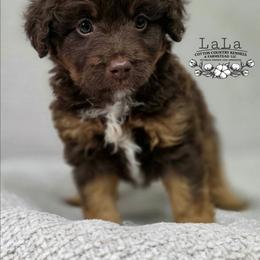 LaLa - Red phantom female Aussiedoodle puppy in Vinemont, Alabama from Cotton Country Kennels