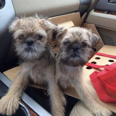 Bernese Mountain Dog and Brussels Griffon Puppies from Brooks Berner Bears