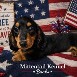Banks - Black and tan male Dachshund puppy in Hudson, Michigan from Mittentail Kennel Miniature Dachshunds & Australian Shepherds