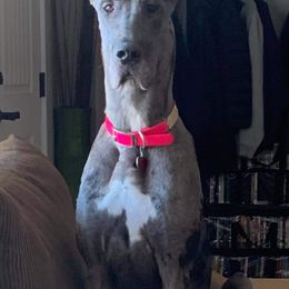 Giant Schnauzer and Great Dane Puppies from Snowfall Kennels