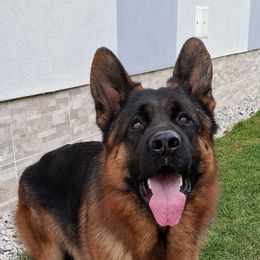 Dios - German Shepherd