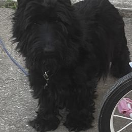 Precious - Scottish Terrier