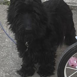 Precious - Scottish Terrier