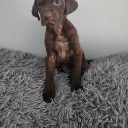Gsp - German Shorthaired Pointer