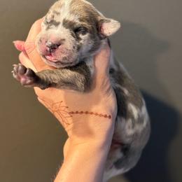 Blue Brindlequin (brindle harlequin) - Harlequin male Great Dane puppy in Kimball, Michigan from Starlight Danes