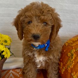 Blue collar boy - Red  male Goldendoodle puppy in Phelan, California from High Desert Doodles - the original