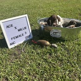 Girl 3 - Liver roan female German Shorthaired Pointer puppy in Mcrae, Georgia from Adams Pointers