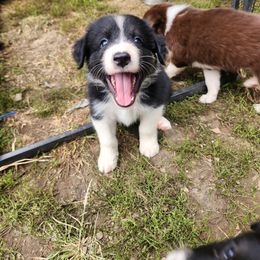 Boy 5 - Black tri-color Australian Shepherd puppy in West Virginia from Heartfelt Hollow Farm