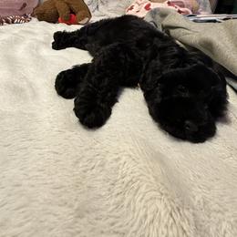 Cavapoo, Cockapoo, Maltipoo, and Poodle Puppies from Heavenly Puppies to Love