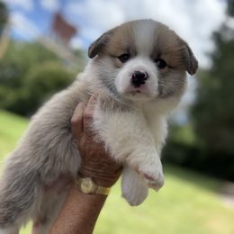 Black Collar - Red male Pembroke Welsh Corgi puppy in Big Sandy, Texas from Ditto's Pembroke Welsh Corgis