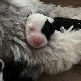 Old English Sheepdog and Sheepadoodle Puppies from Doodlefolk