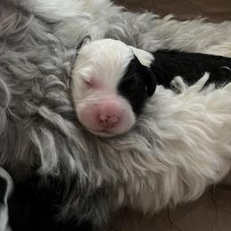 Old English Sheepdog and Sheepadoodle Puppies from Doodlefolk