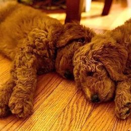 Goldendoodle Puppies from Valley View Goldendoodles