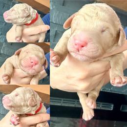 Sebastian - Apricot male Assorted Doodle Crosses puppy in Irmo, South Carolina from Kava Kennels