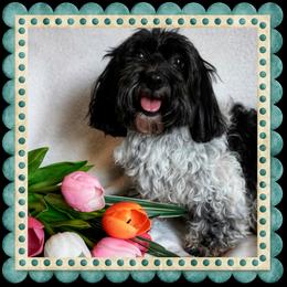 Daisy - Coton de Tulear