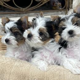 Biewer Terrier puppies from Janeve's  Biewer Terriers