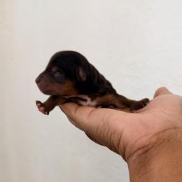 Daisy - Black and tan female Yorkshire Terrier puppy in Carencro, Louisiana from Ledet’s Yorkies
