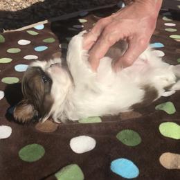 Shih Tzu Puppies from Willow Lane Shih Tzus