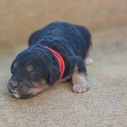 Red - Phantom male Bernedoodle puppy in Scottsboro, Alabama from Dixie Land Doodles