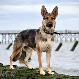 Mazikeen - German Shepherd
