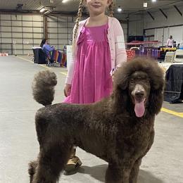 Poodle All Grown Up from Purley Poodles