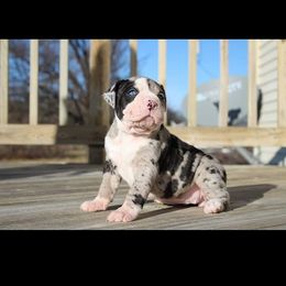 Alapaha Blue Blood Bulldog Puppies from Eclipse Alapaha Kennels