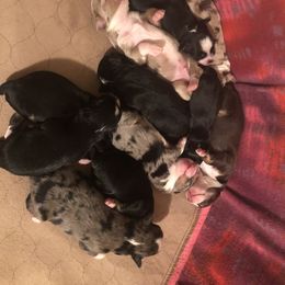 Miniature Australian Shepherd and Toy Australian Shepherd Puppies from Tiny Town Mini and Toy Aussies