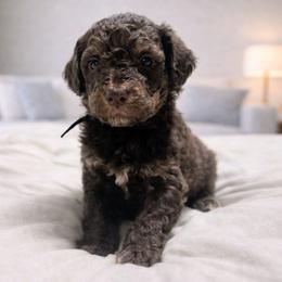 Antonio - Chocolate male Goldendoodle puppy in Pittsburg, Texas from Grace Springs Goldendoodles