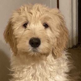 Goldendoodle Puppies from Teddy Bear Goldendoodles