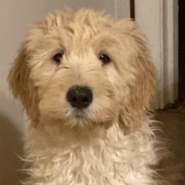 Goldendoodle Puppies from Teddy Bear Goldendoodles