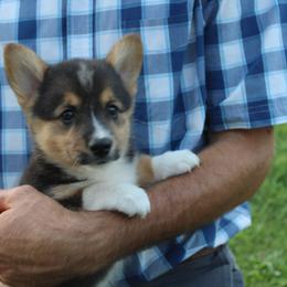 Milly - Pembroke Welsh Corgi puppy from Covered Bridge Corgis
