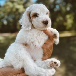 Bo - Parti male Poodle puppy in Mount Vernon, Illinois from Autumn Powell