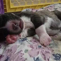 Anatolian Shepherd Dog Puppies from Florida Anatolian Shepherds