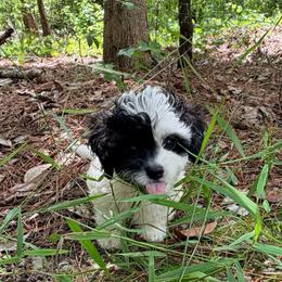 Mr. Charles - Black and white male Cavapoo puppy in Oak Island, North Carolina from Carolina Cavapoo Puppies